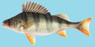 National Fish: Perch