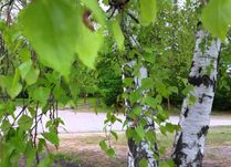 National Tree: Birch