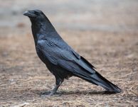 National Bird: Raven